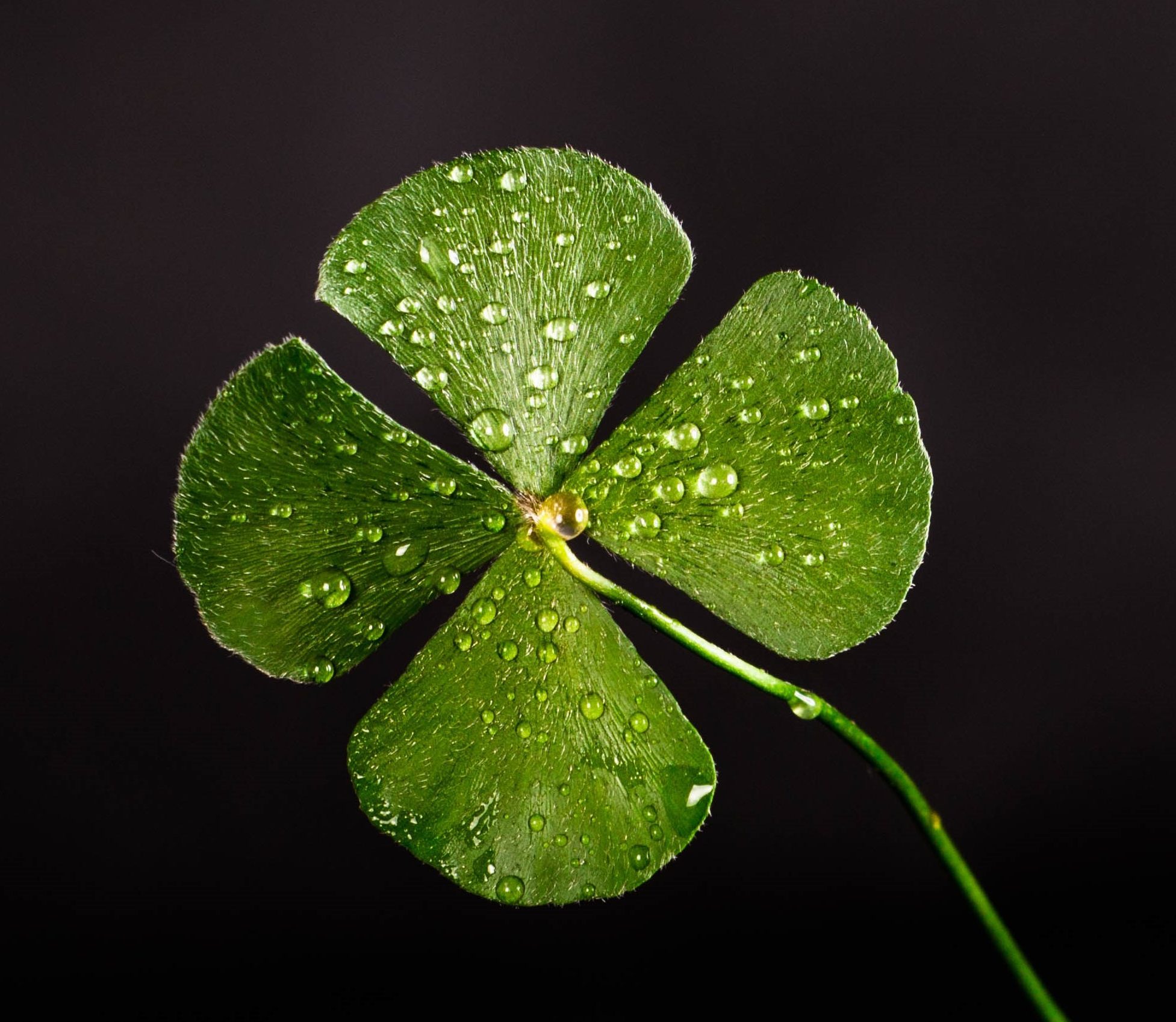 The Luck of the [Scots] Irish A Glimpse of Appalachia History